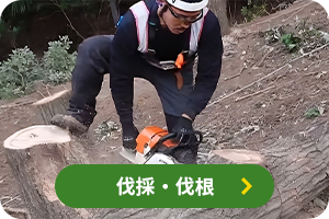 伐採・伐根