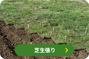 芝生張り